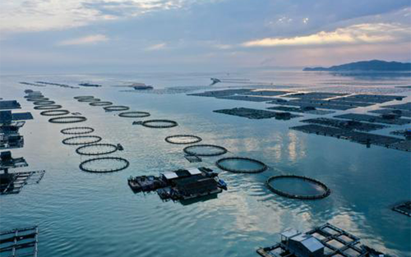 疫情過后，水產(chǎn)加工貿(mào)易何去何從？